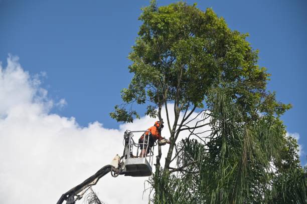 Best Emergency Tree Removal  in Lavon, TX